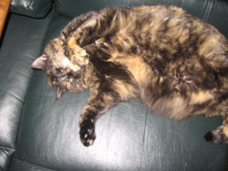 Picture of a cat / kitten / feline