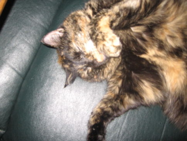 Picture of a cat / kitten / feline