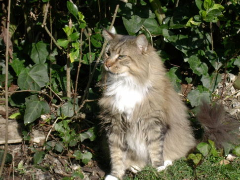 Picture of a cat / kitten / feline