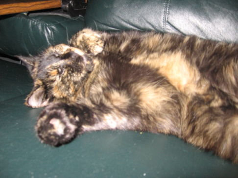 Picture of a cat / kitten / feline