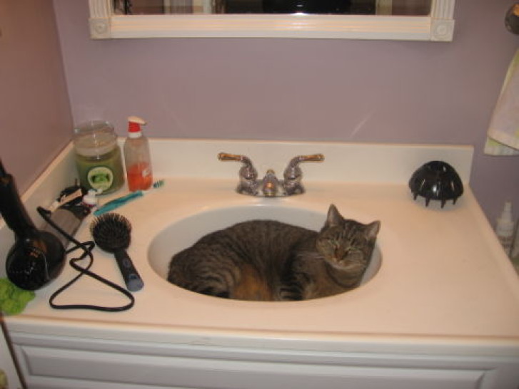 Picture of a cat / kitten / feline