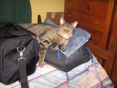 Picture of a cat / kitten / feline