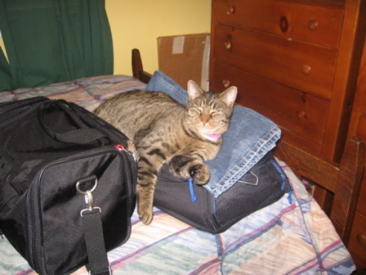 Picture of a cat / kitten / feline