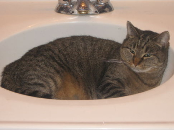 Picture of a cat / kitten / feline