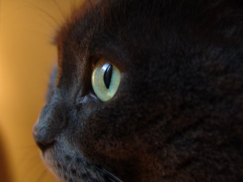 Picture of a cat / kitten / feline