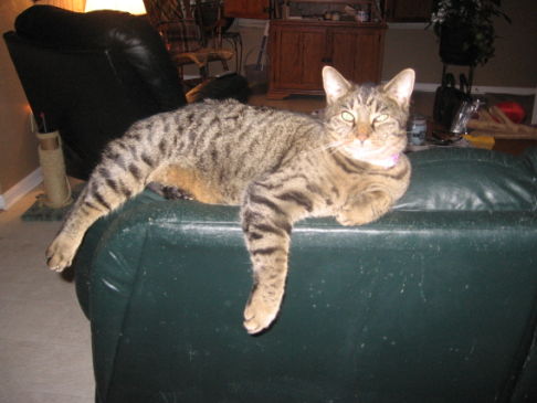 Picture of a cat / kitten / feline