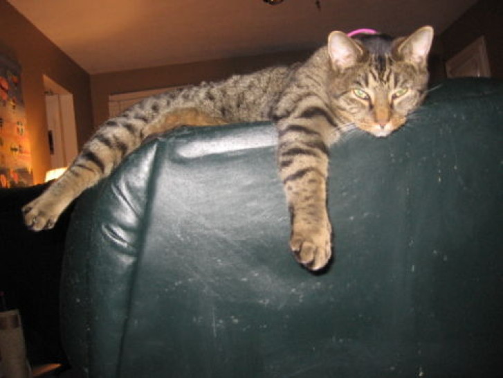 Picture of a cat / kitten / feline