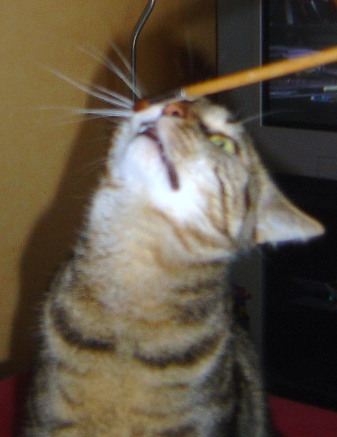 Picture of a cat / kitten / feline