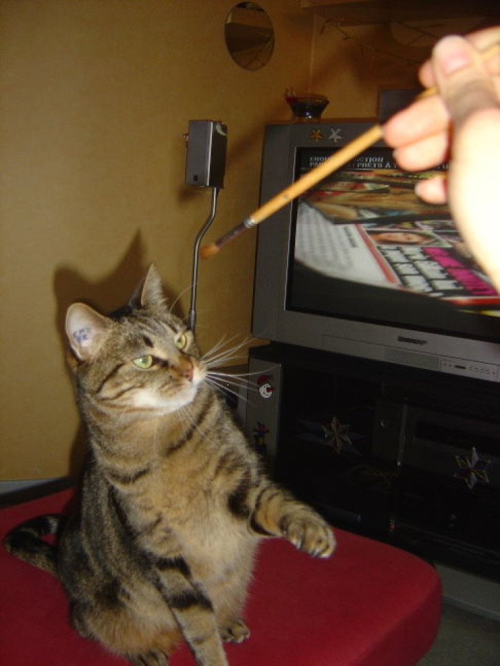 Picture of a cat / kitten / feline