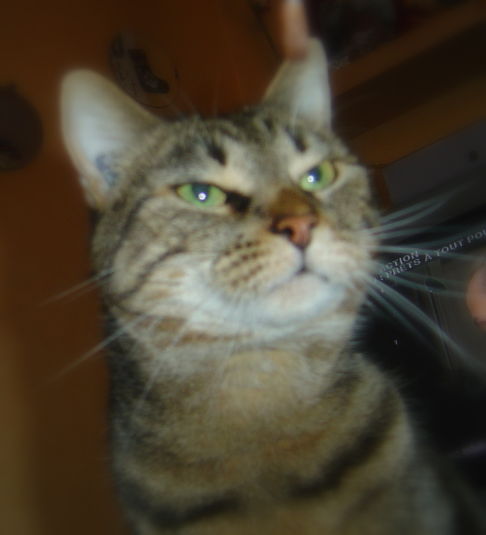 Picture of a cat / kitten / feline