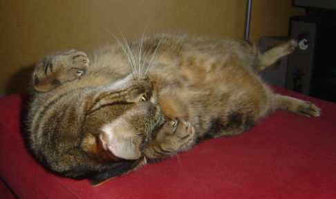 Picture of a cat / kitten / feline