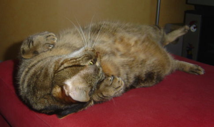 Picture of a cat / kitten / feline