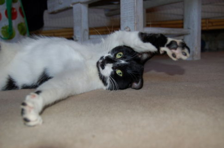 Picture of a cat / kitten / feline