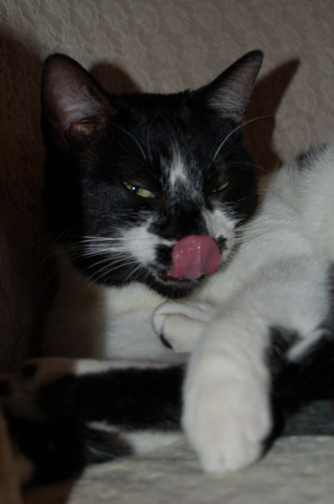 Picture of a cat / kitten / feline