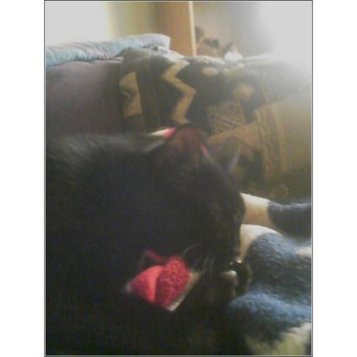 Picture of a cat / kitten / feline