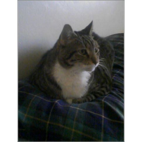 Picture of a cat / kitten / feline