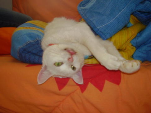 Picture of a cat / kitten / feline