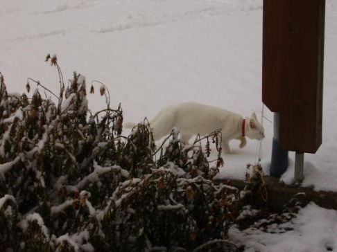 Picture of a cat / kitten / feline