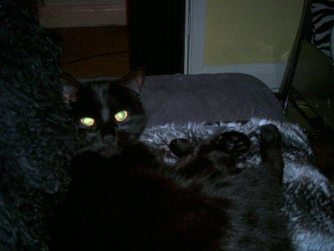 Picture of a cat / kitten / feline