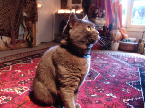 Picture of a cat / kitten / feline