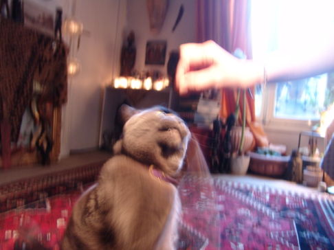 Picture of a cat / kitten / feline