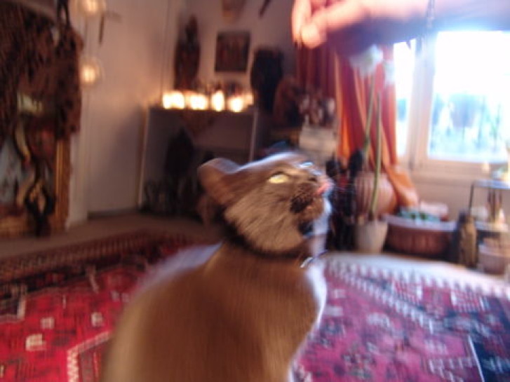 Picture of a cat / kitten / feline