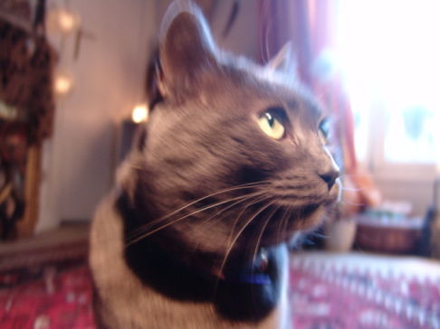 Picture of a cat / kitten / feline