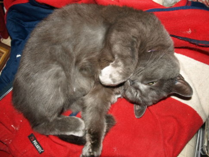 Picture of a cat / kitten / feline