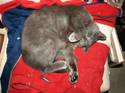 Picture of a cat / kitten / feline