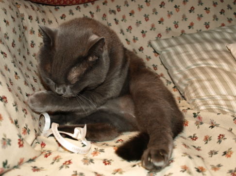 Picture of a cat / kitten / feline