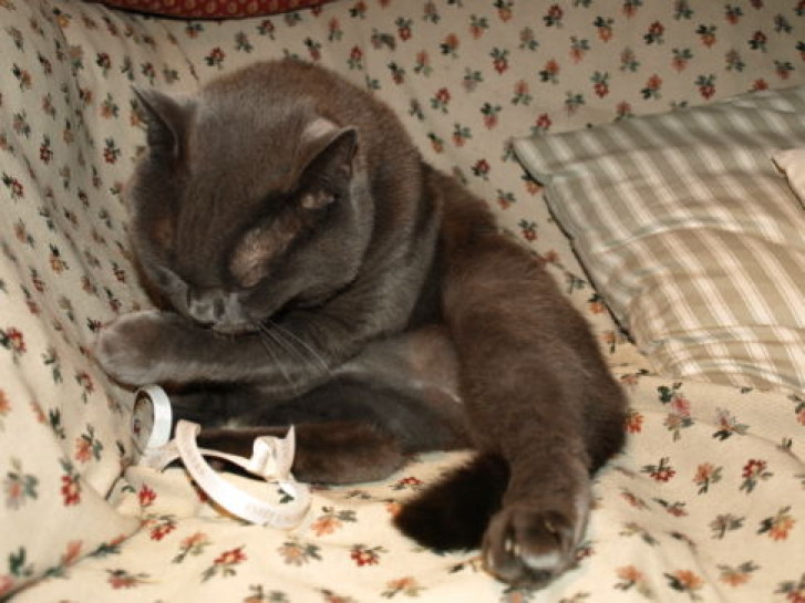 Picture of a cat / kitten / feline