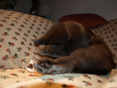 Picture of a cat / kitten / feline