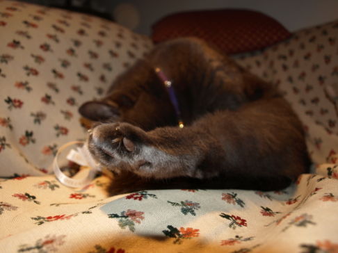 Picture of a cat / kitten / feline