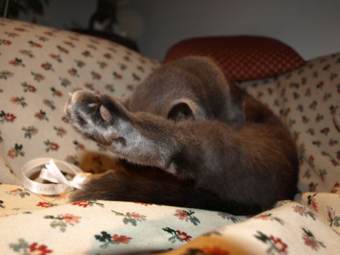 Picture of a cat / kitten / feline