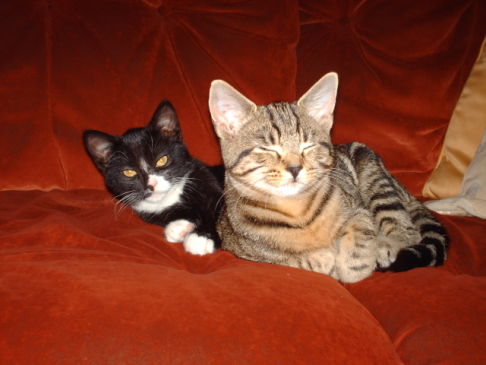 Picture of a cat / kitten / feline