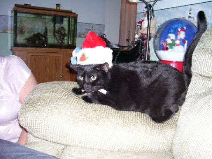 Picture of a cat / kitten / feline