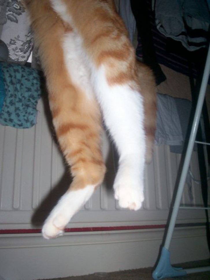 Picture of a cat / kitten / feline