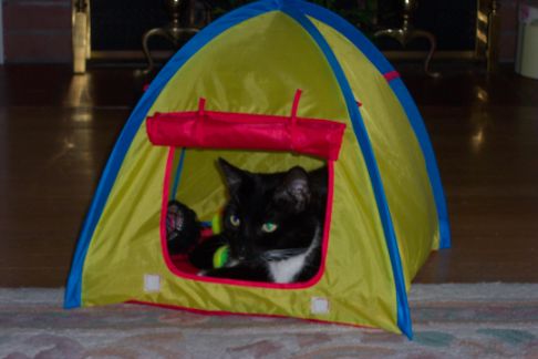 Picture of a cat / kitten / feline