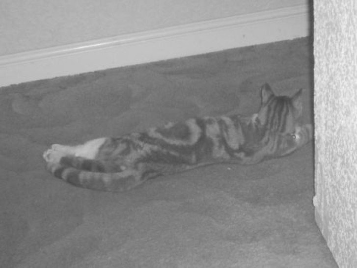 Picture of a cat / kitten / feline