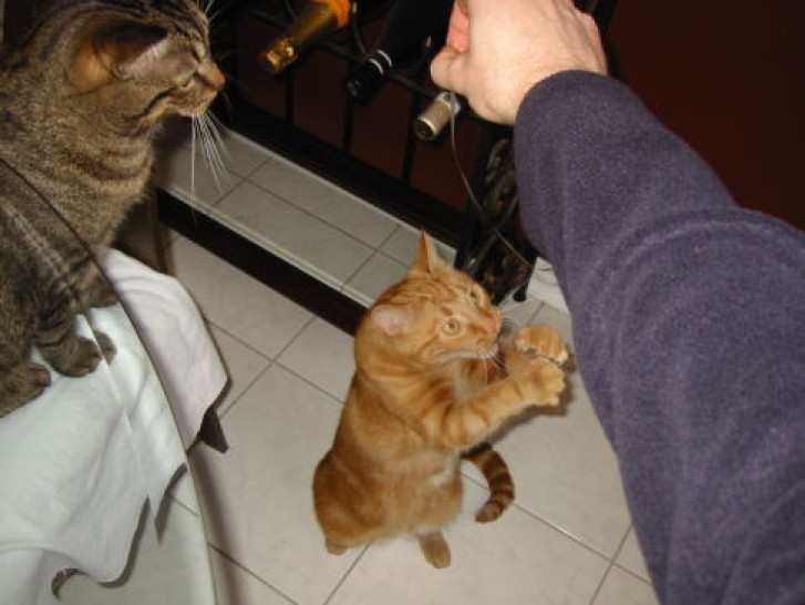 Picture of a cat / kitten / feline