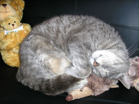 Picture of a cat / kitten / feline