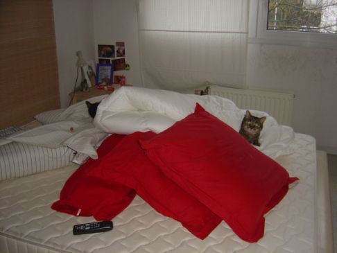 Picture of a cat / kitten / feline