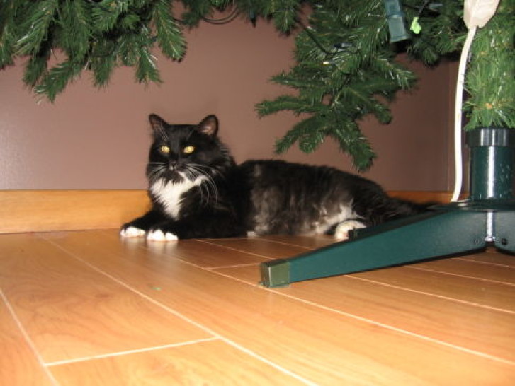 Picture of a cat / kitten / feline