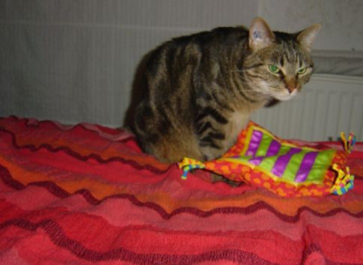 Picture of a cat / kitten / feline