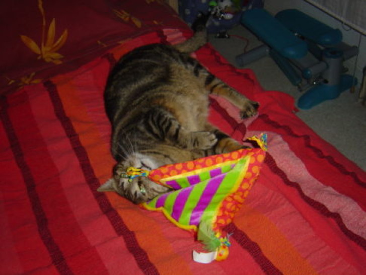 Picture of a cat / kitten / feline