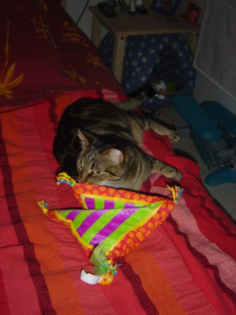 Picture of a cat / kitten / feline