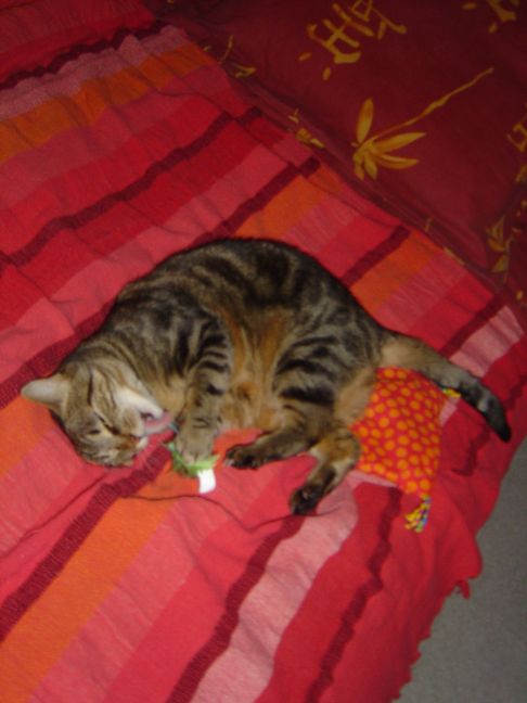 Picture of a cat / kitten / feline