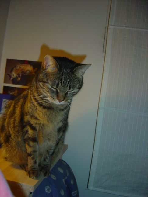 Picture of a cat / kitten / feline