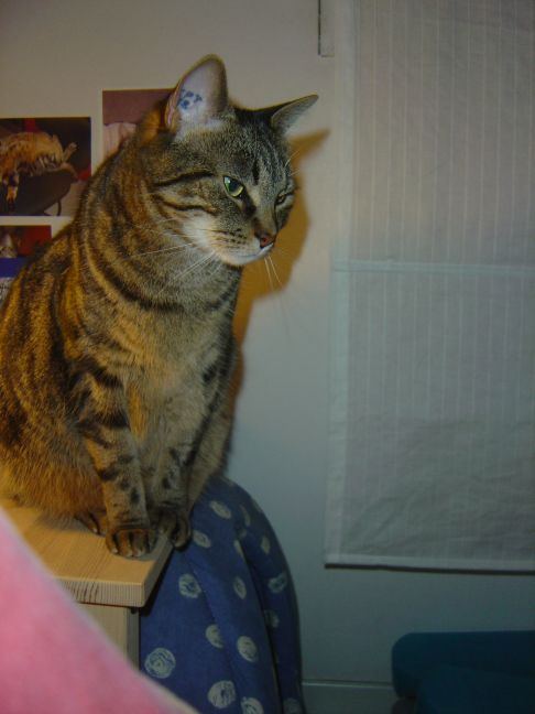 Picture of a cat / kitten / feline