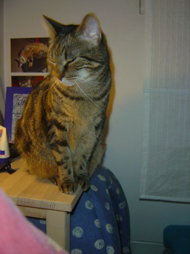 Picture of a cat / kitten / feline